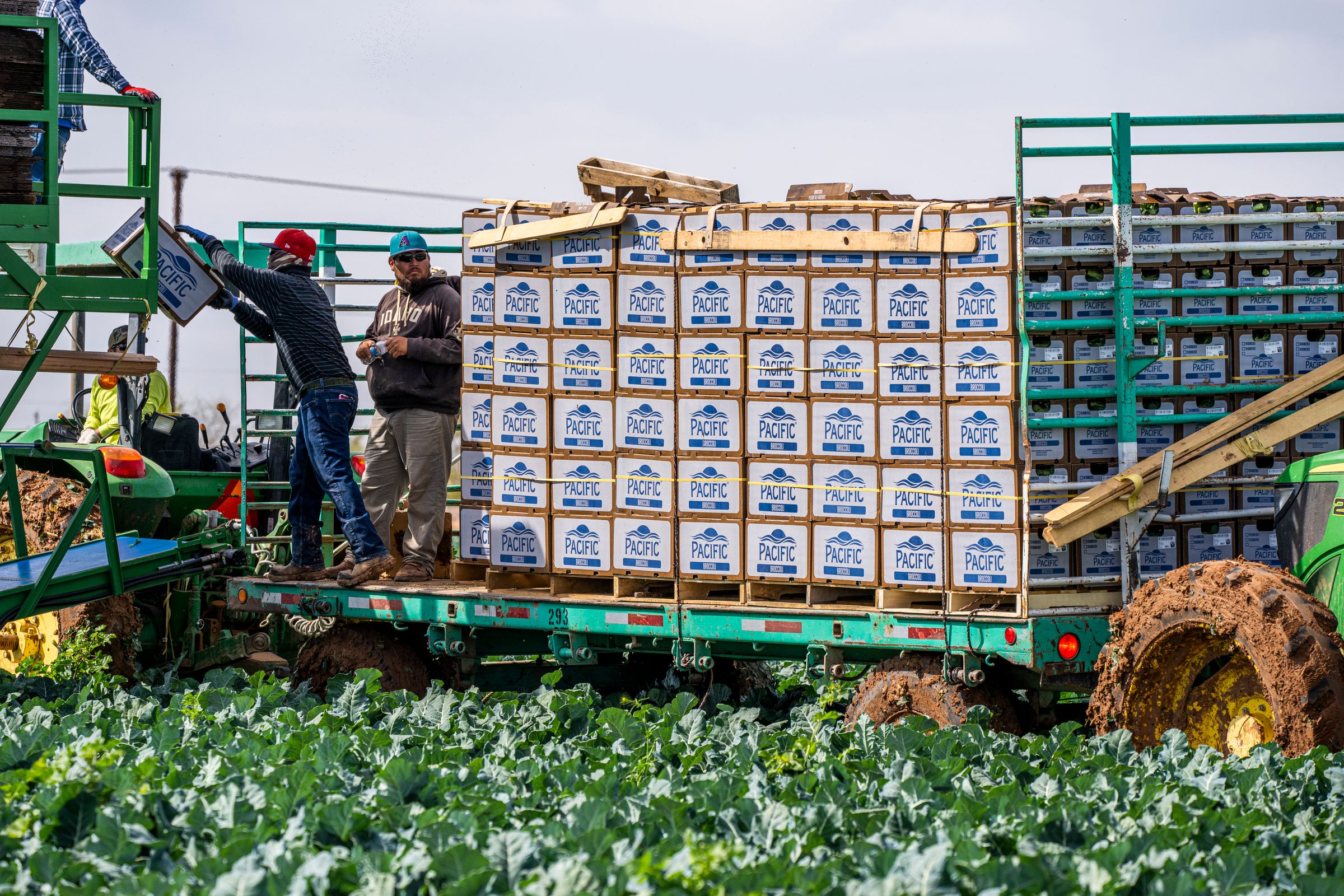 Farm workers loading boxed broccoli onto a field vehicle