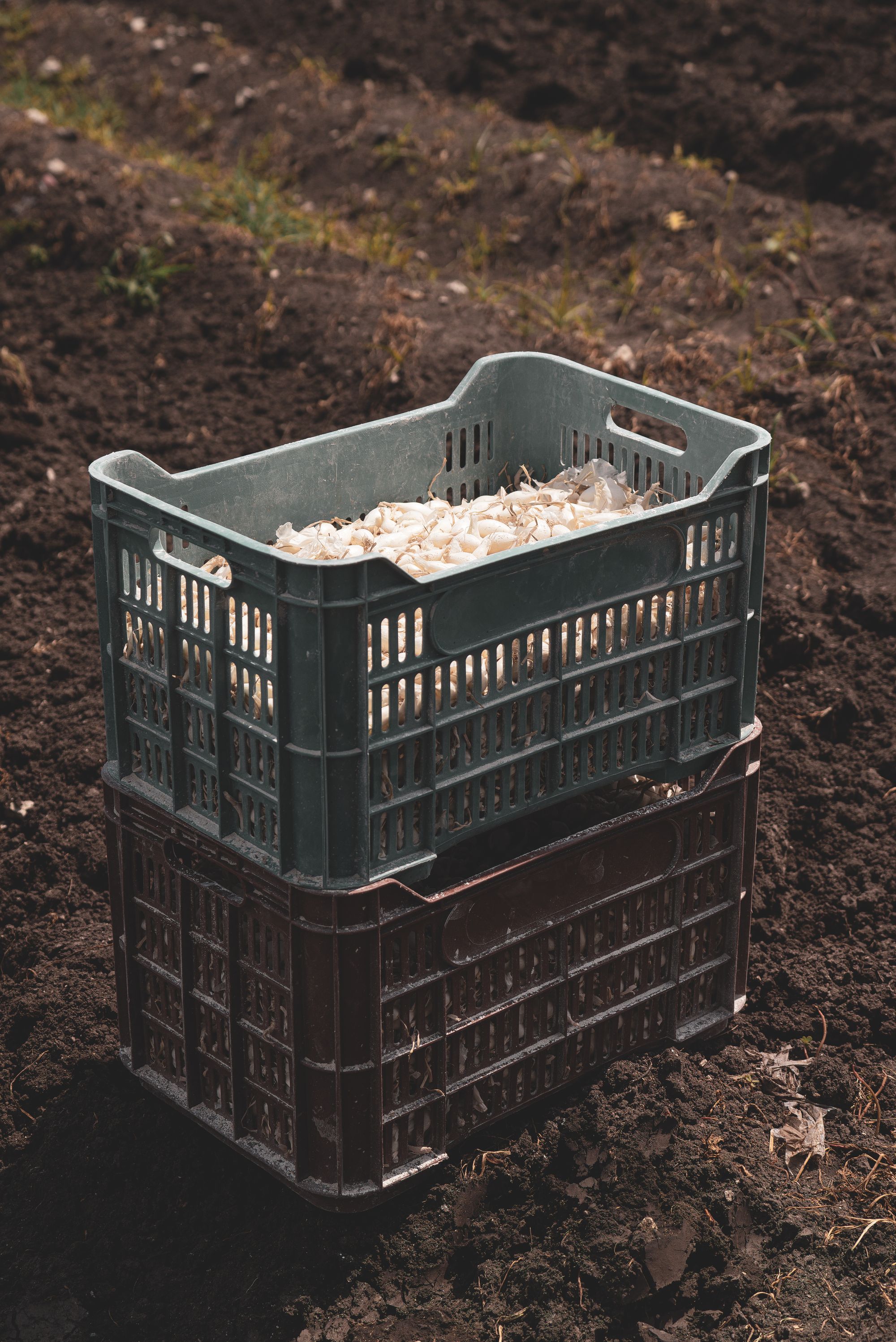 Harvest crates stacked in a cultivated field before transport