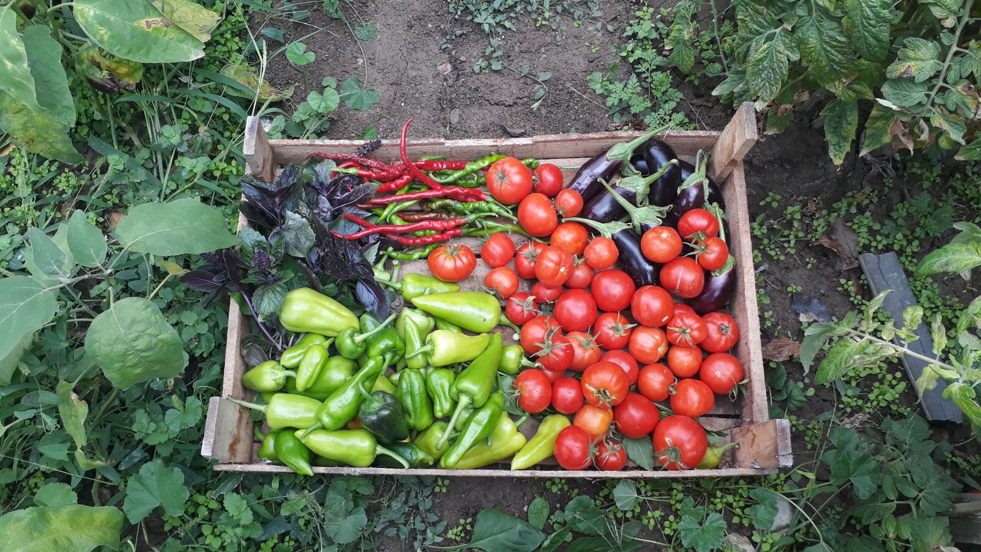 A colorful crate of freshly harvested vegetables