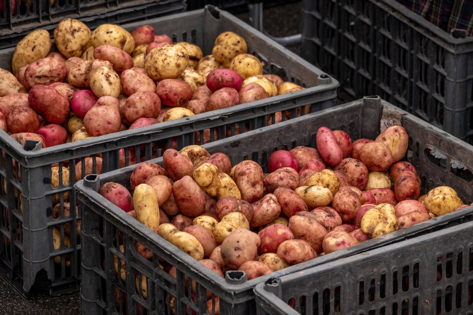 Harvested potatoes sorted into ventilated plastic crates